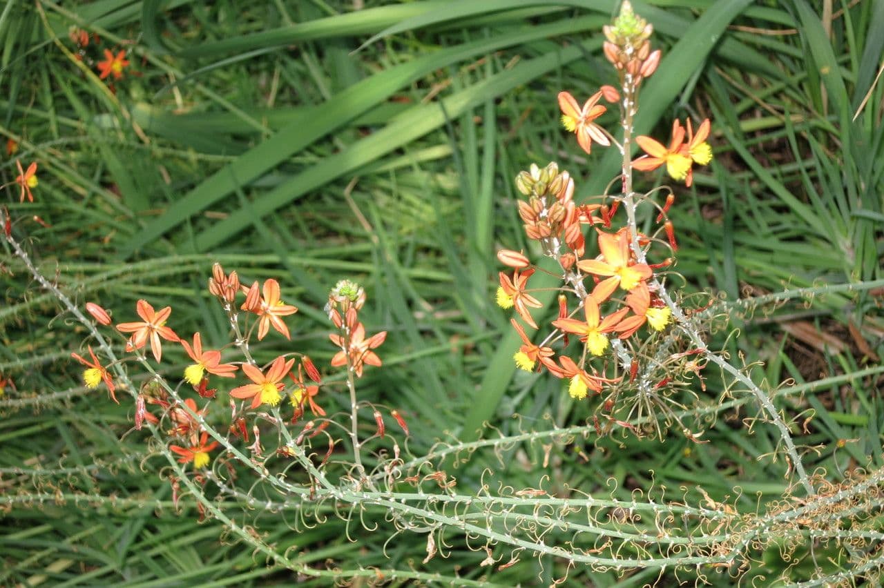 Bulbine arbustiva 25