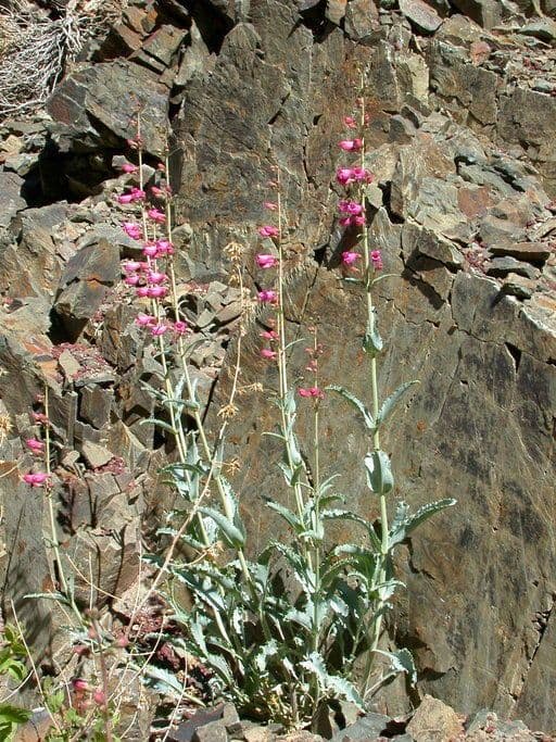Penstemon 4