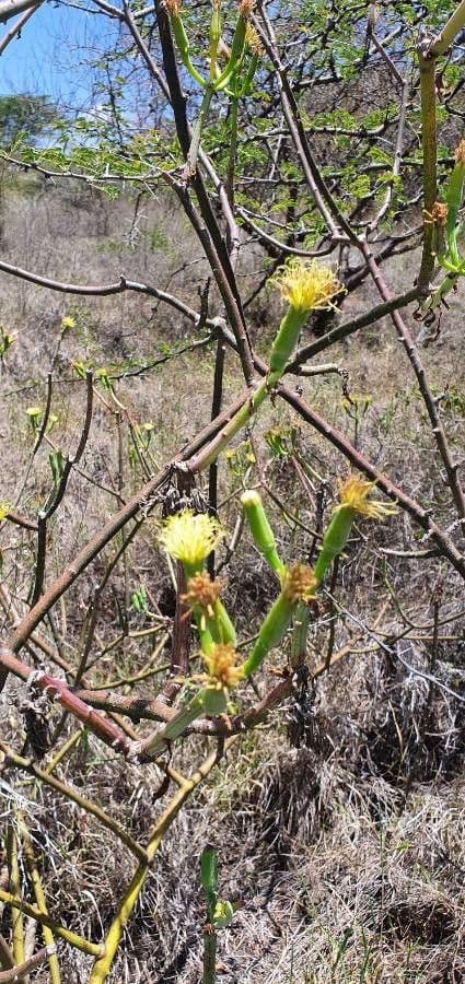 Kleinia odorosa 5