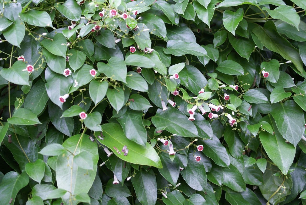 Pachnotka 12