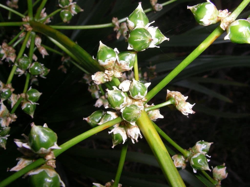 Lomandra insulare 6