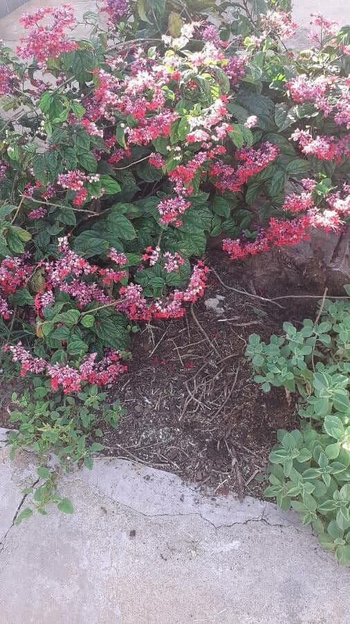 Glorybower 3