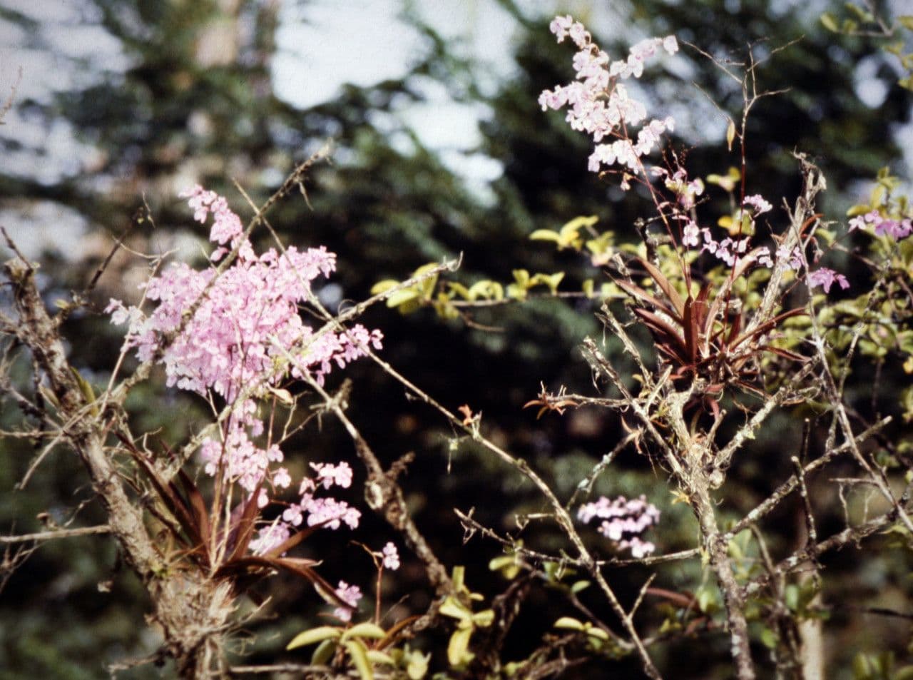 Ionopsis 8