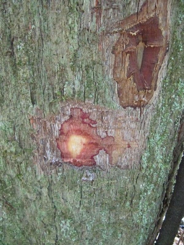 Chaetocarpus 11