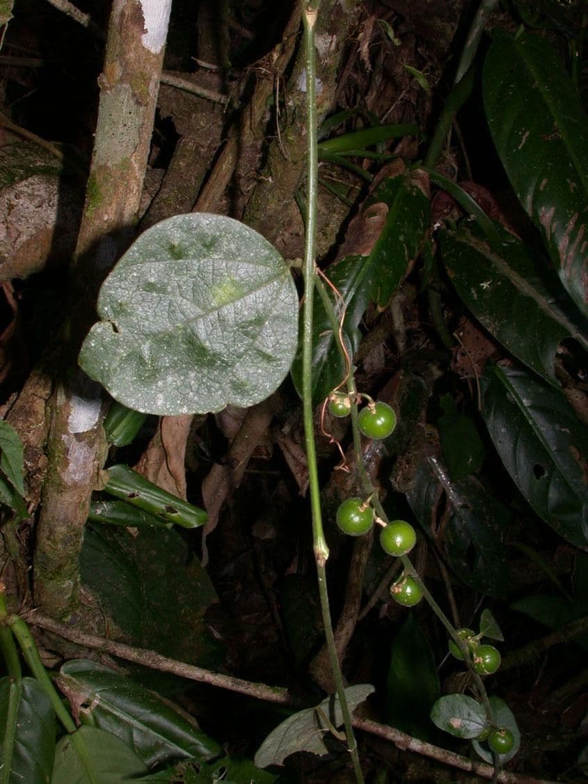 Passiflore auriculée 5