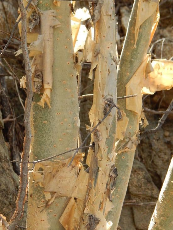 Bursera profumata 15