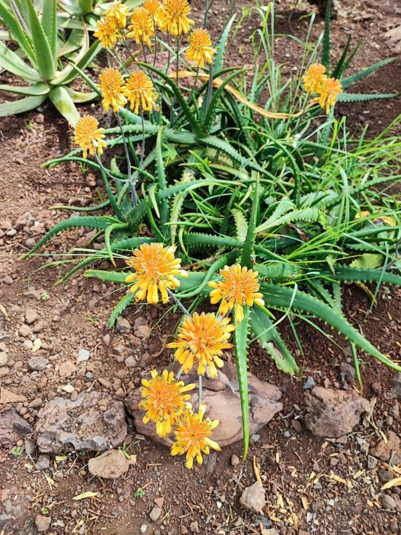 Aloe