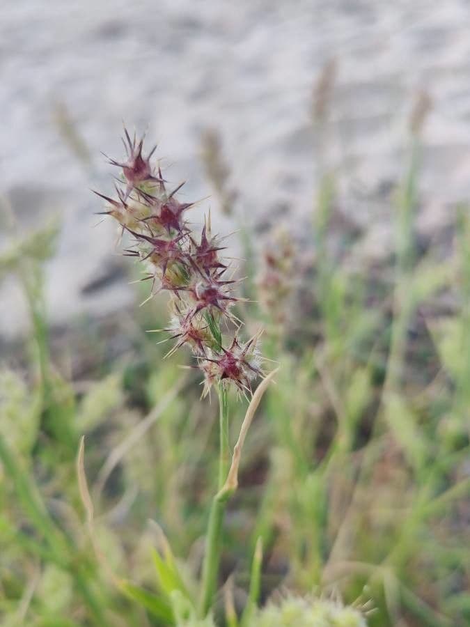 Cenchrus longispinus 13