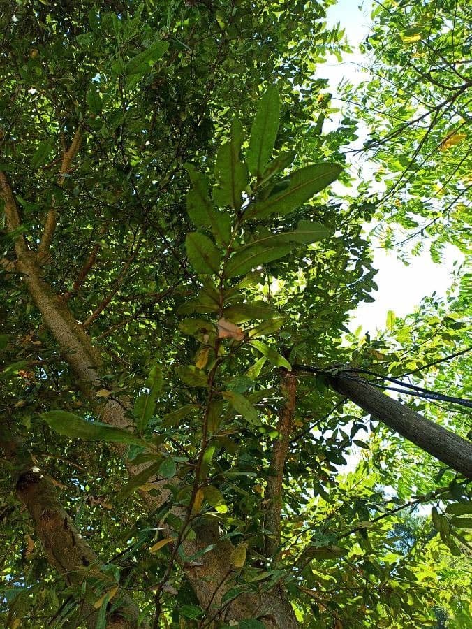 Polyalthia