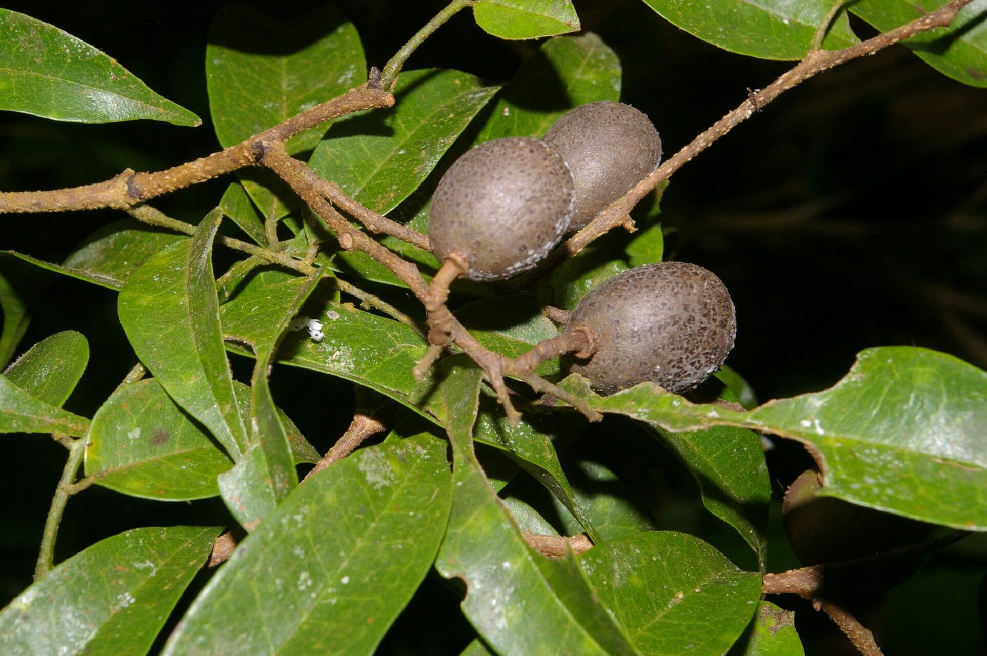 Dialium guianense 3