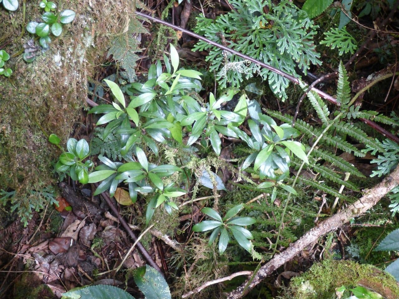 Psychotria