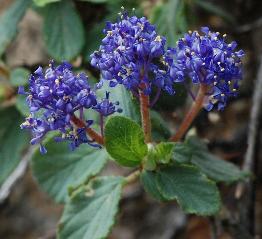 Ceanothus 2