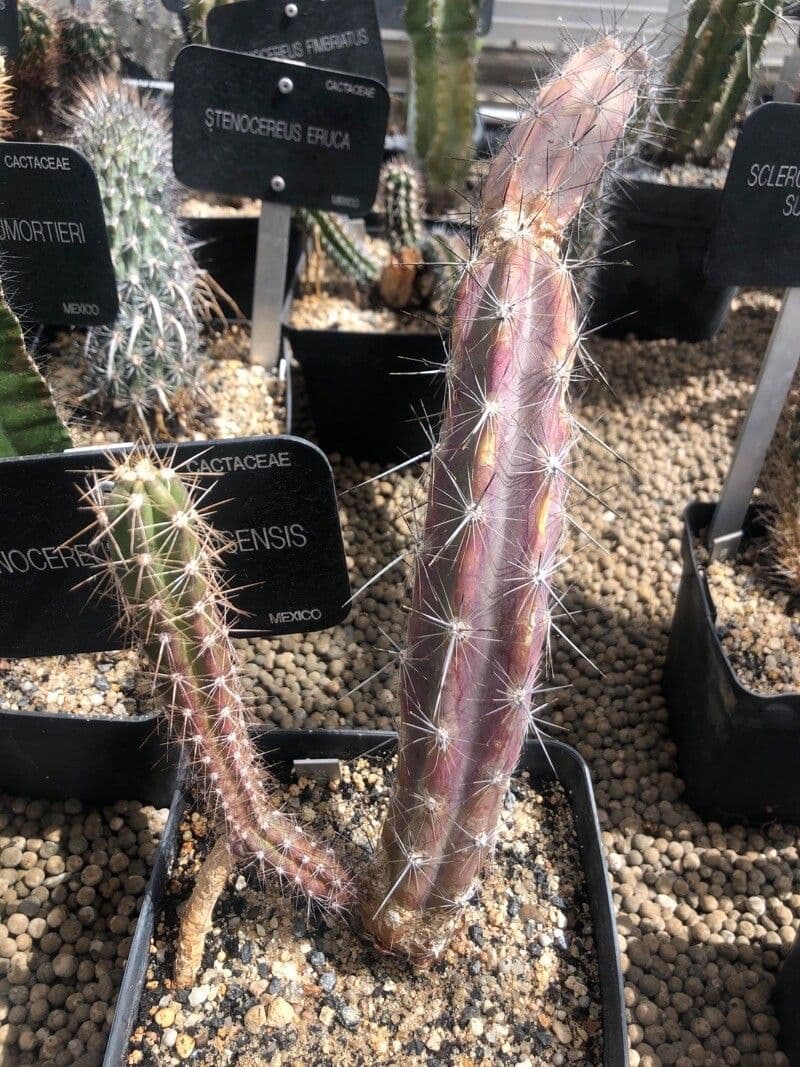 Stenocereus 2