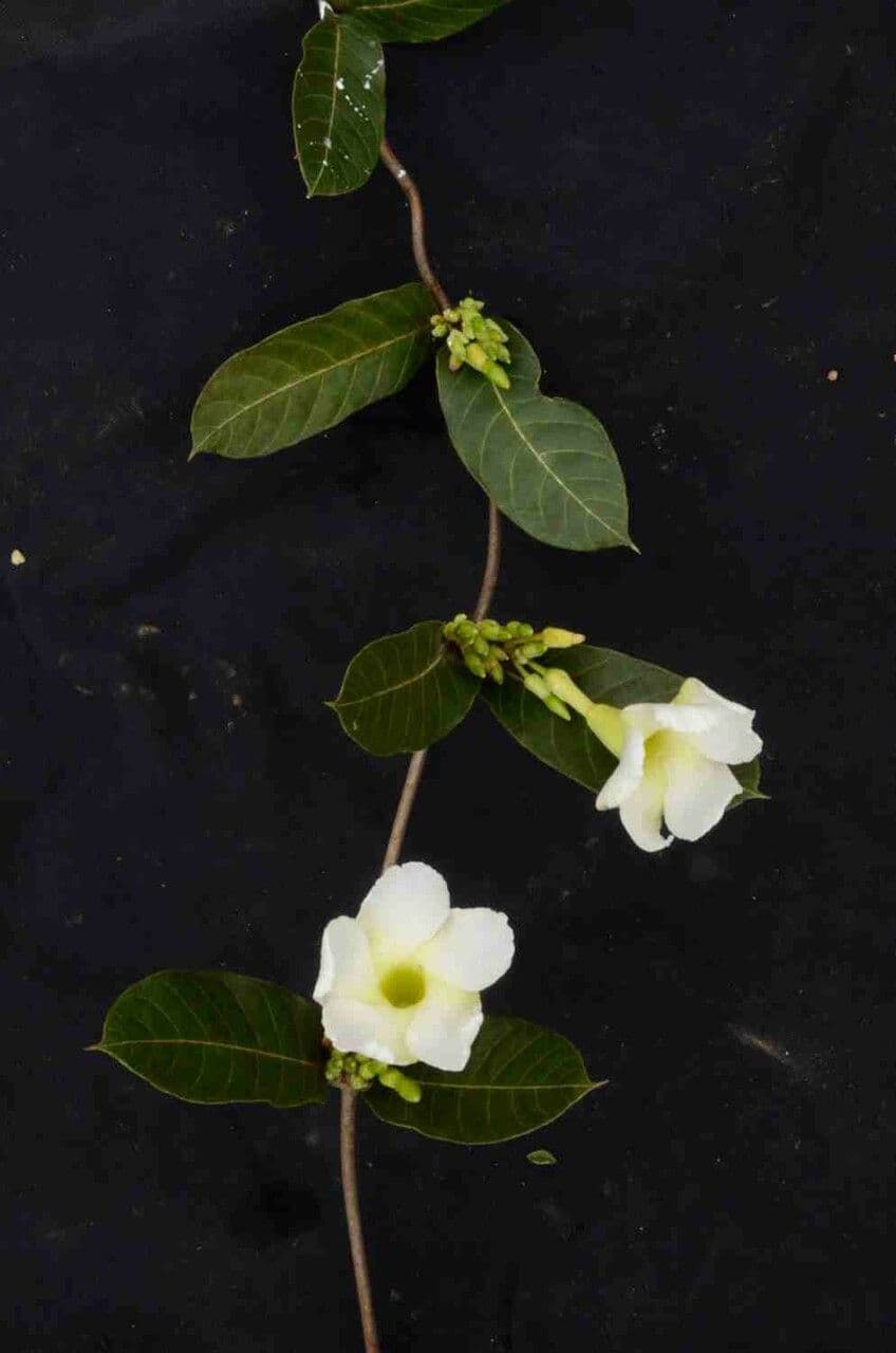 Odontadenia 9
