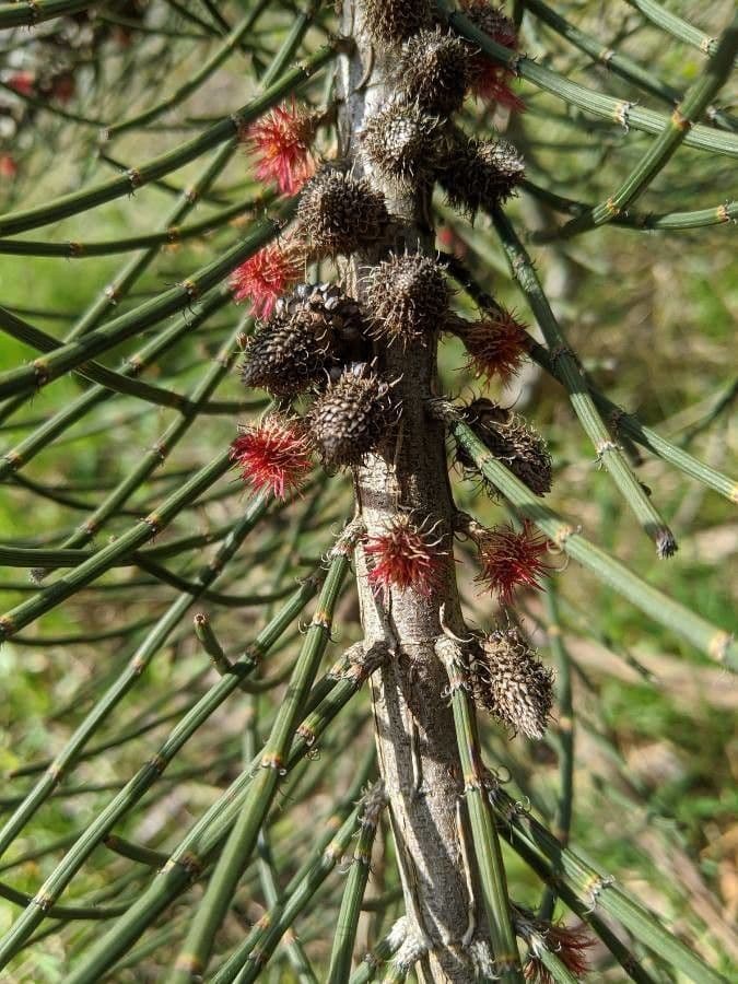 Casuarina 2