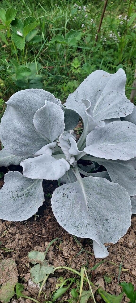 Senecio 6