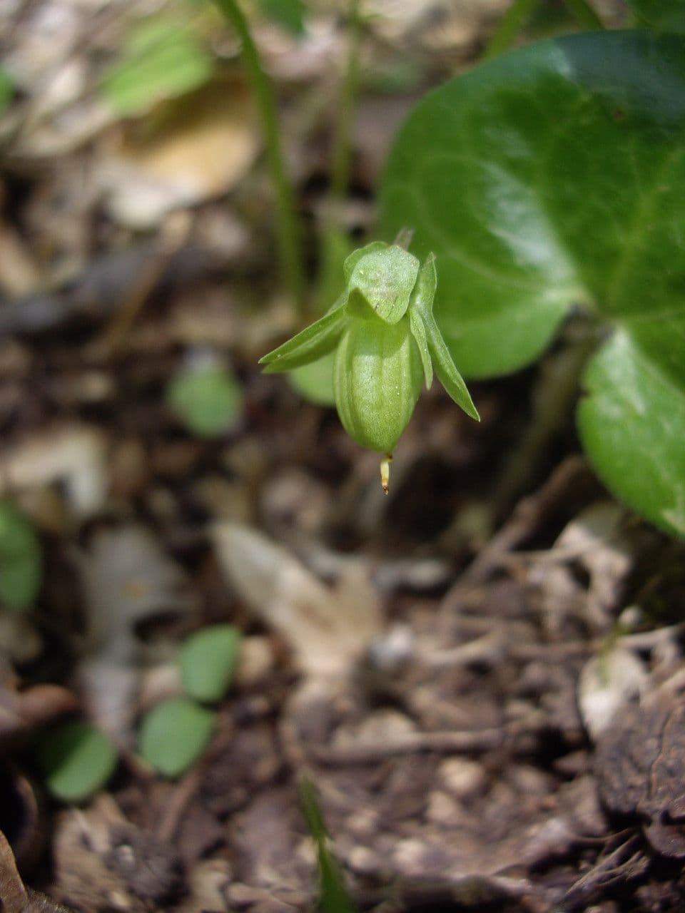 Viola mirabile 5