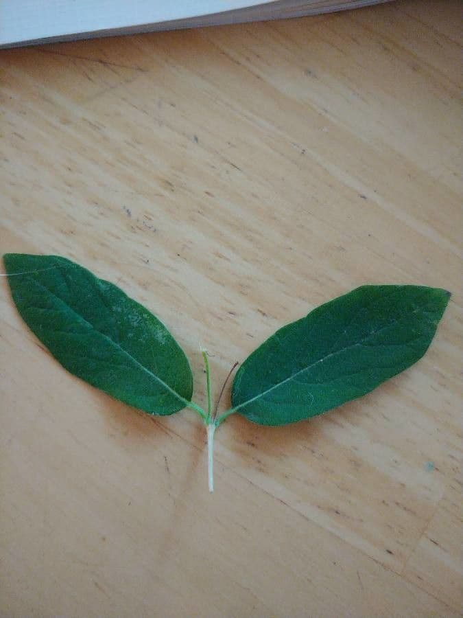 Caprifoglio dioico 17