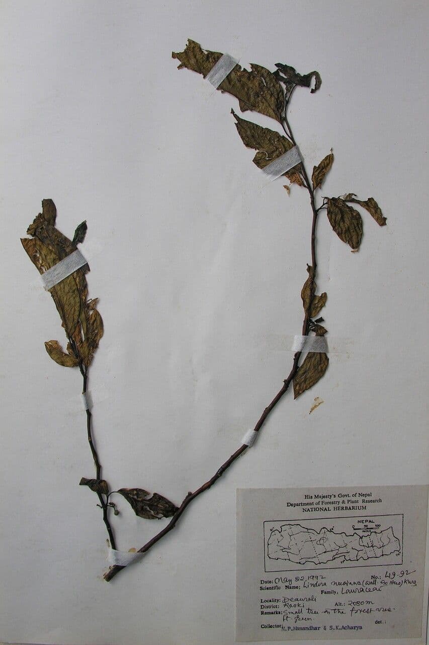 Lindera 5