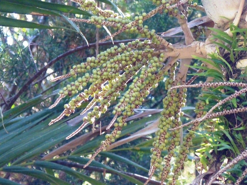 Burretiokentia 5