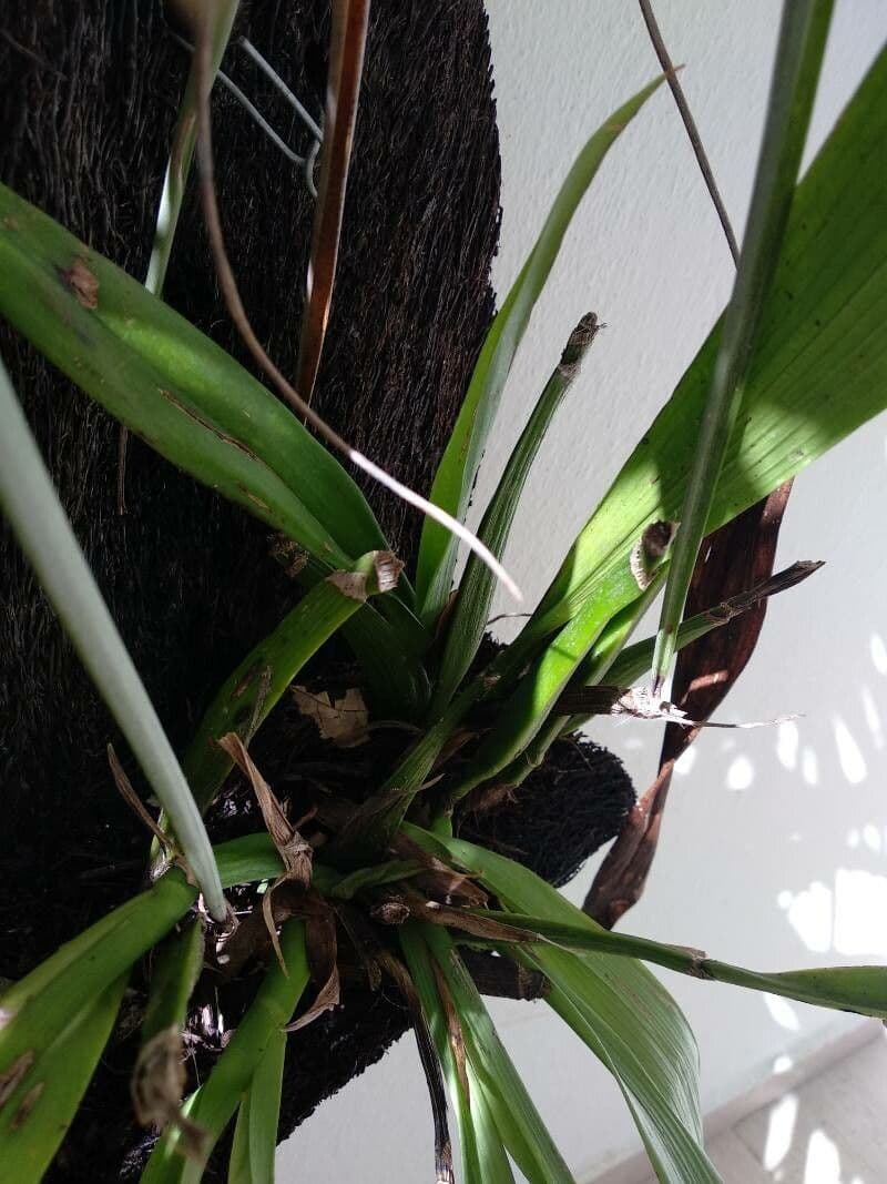 Orchidea conchiglia 9