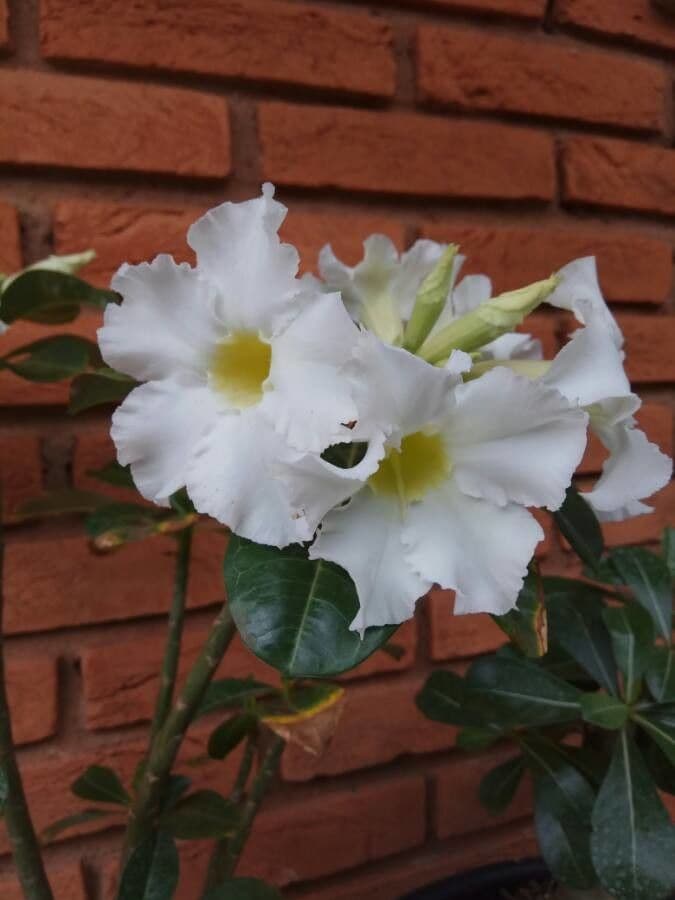 Chilenischer Jasmin 8