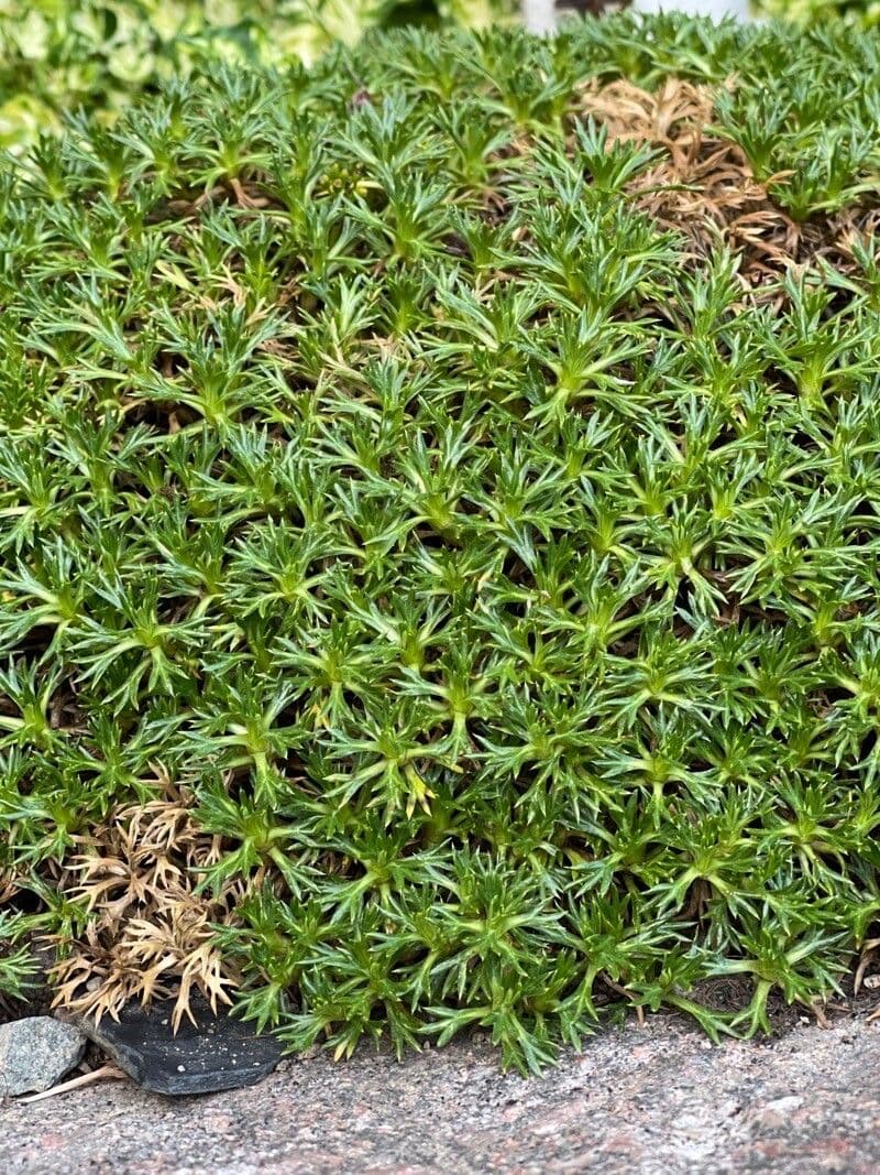 Azorella 10