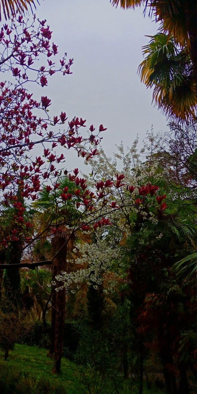 Magnolier 11