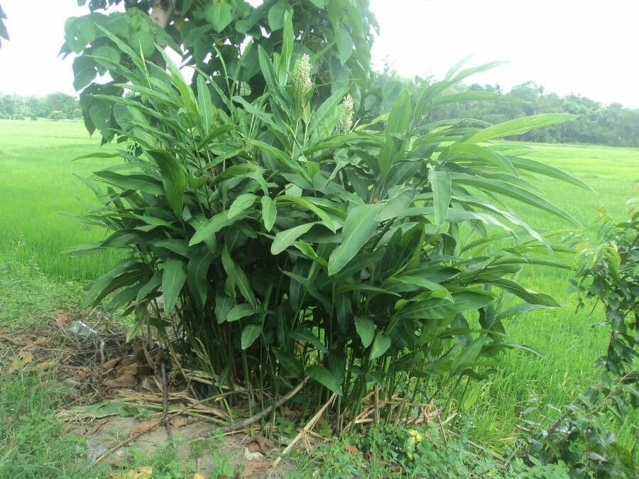 Galanga 6