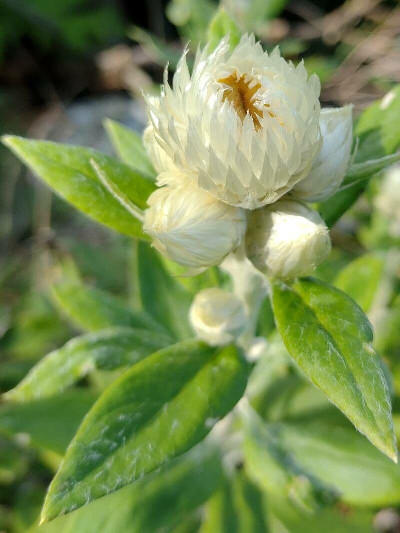 Coronidium 5