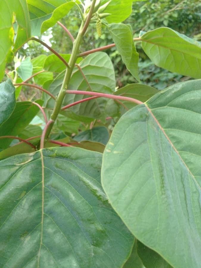 Homalanthus 9