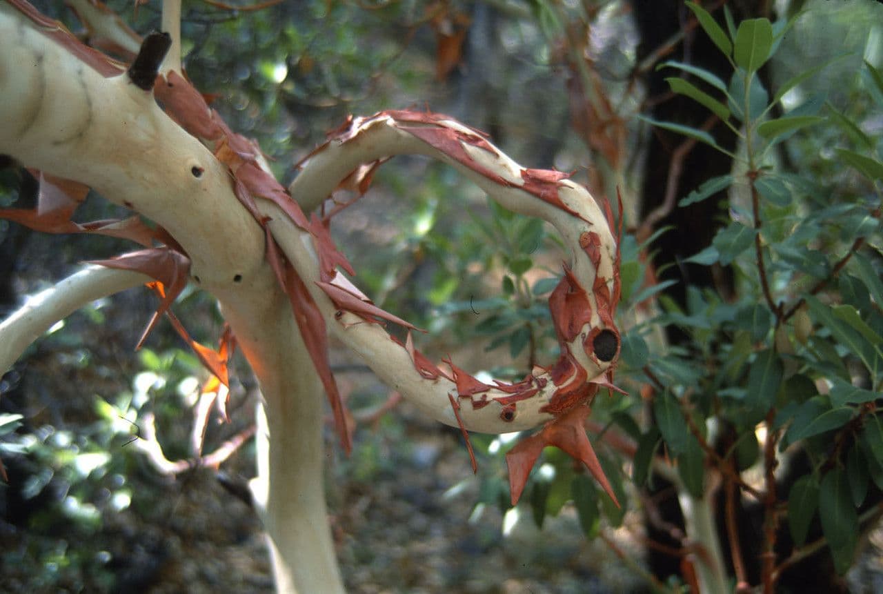 Arbutus xalapensis 23