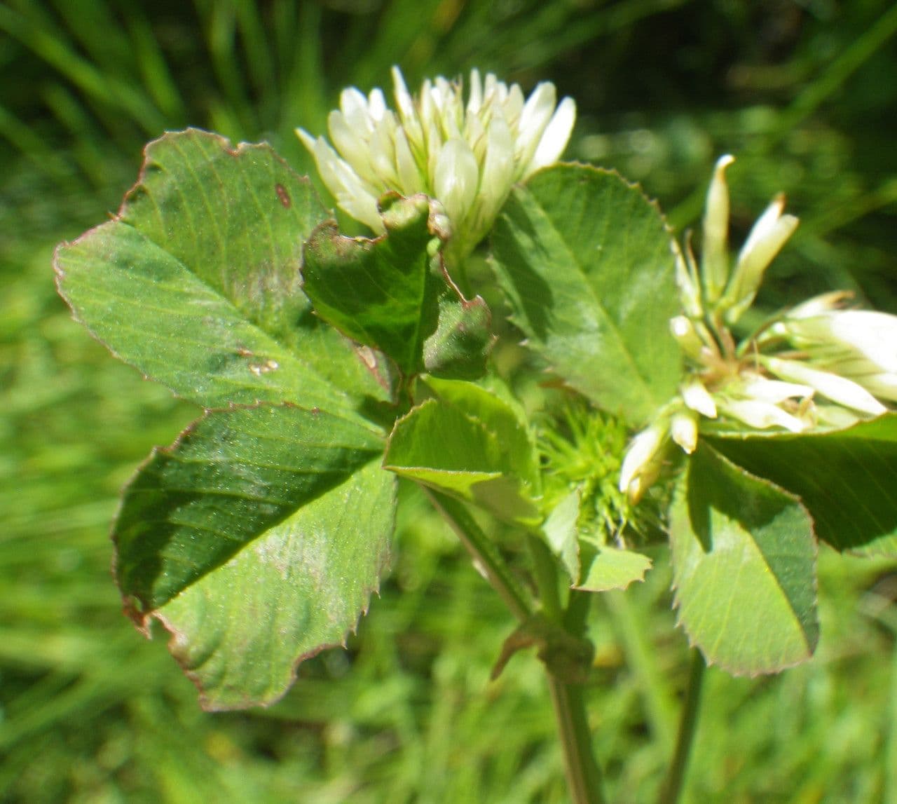 Trifoglio 20