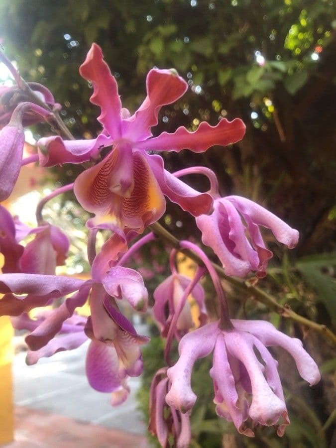Orchidea formica 2
