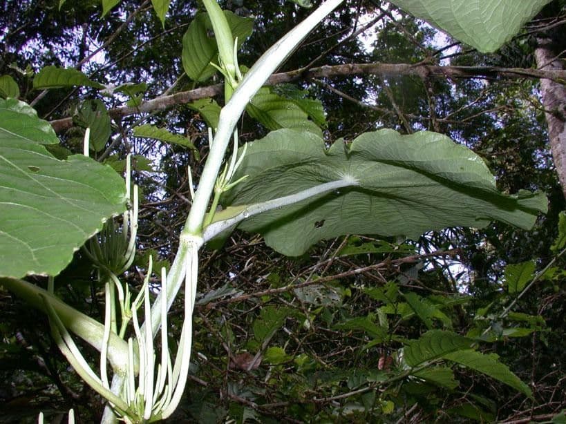 Schildblättriger Pfeffer 20