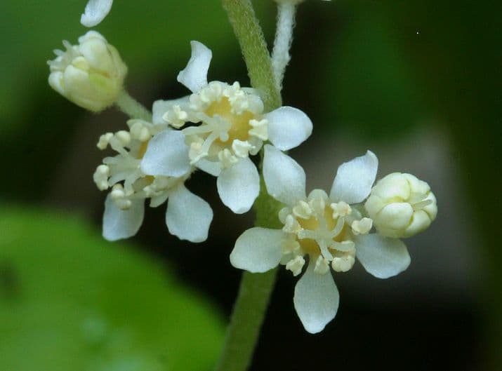 Whipplea modesta 5