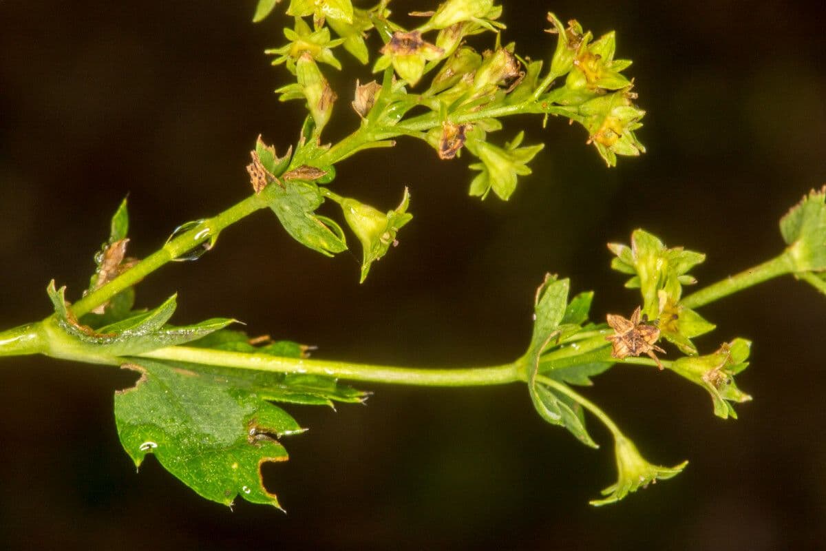 Alchemilla glabra 2