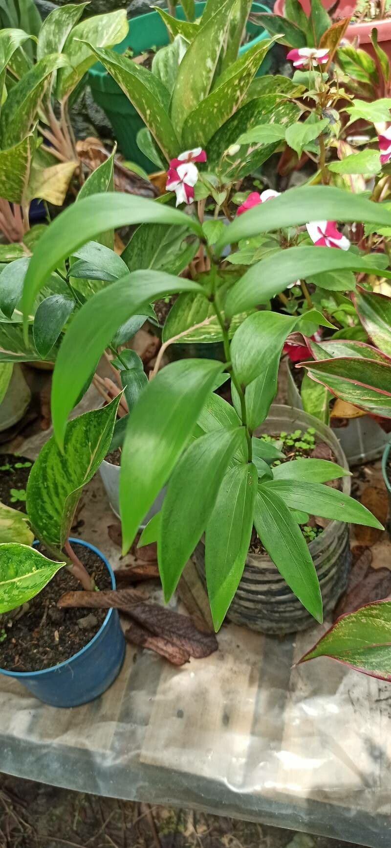 Sobralia 8