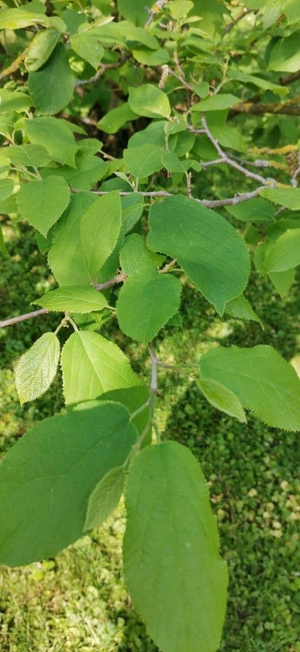 Sinowilsonia 9