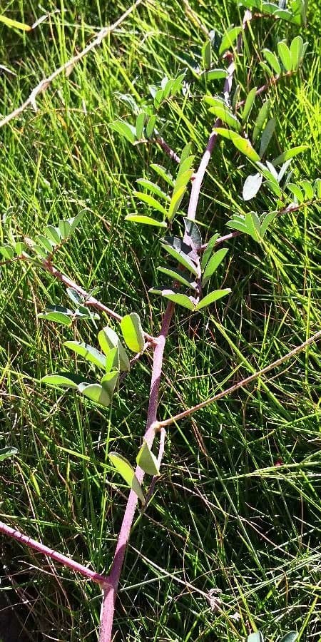 Indigofera hendecaphylla 9