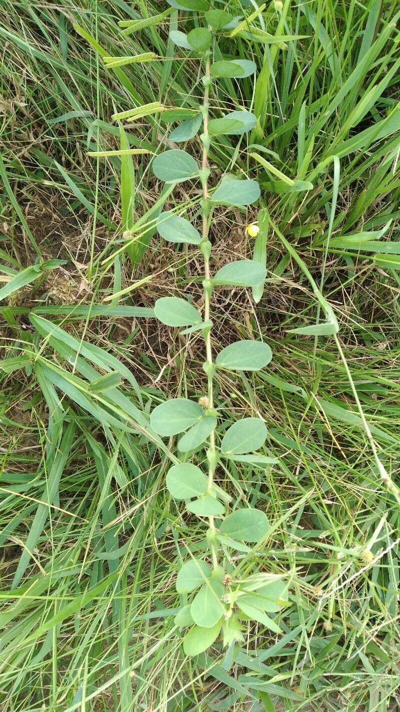 Chamaecrista rotundifolia 16