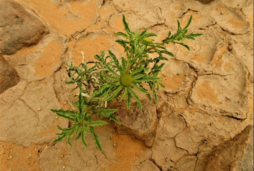 Asteriscus odorant 12