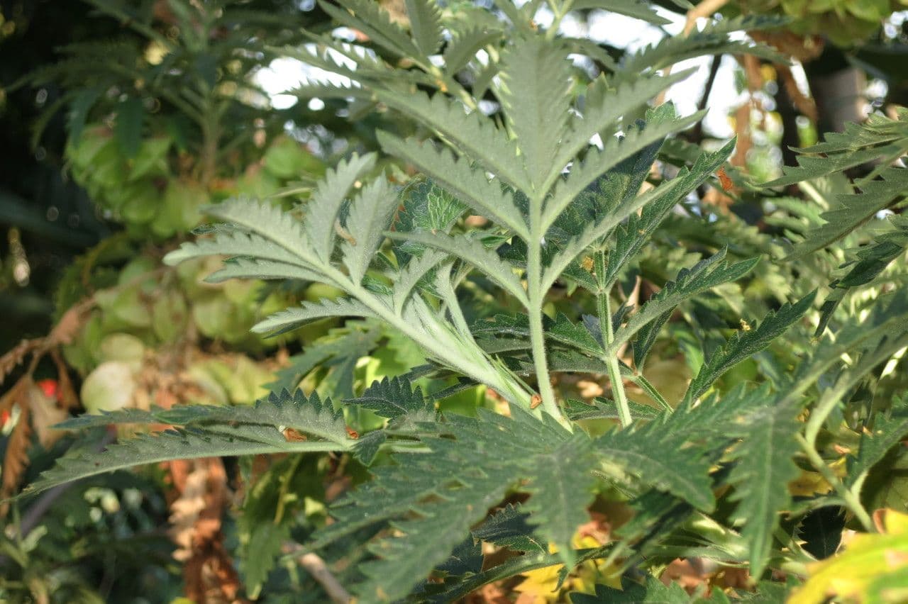 Melianthus 4
