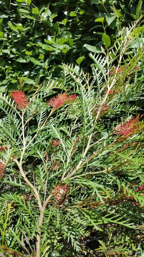 Grevillea 17