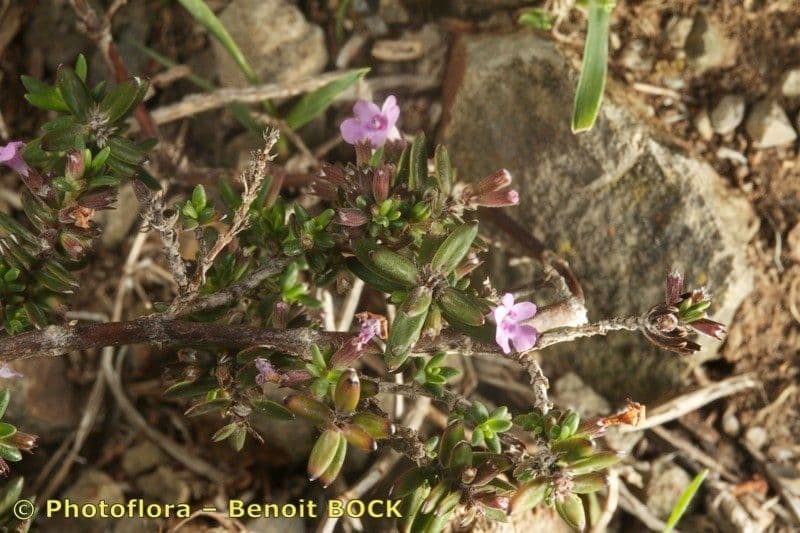 Micromeria 6