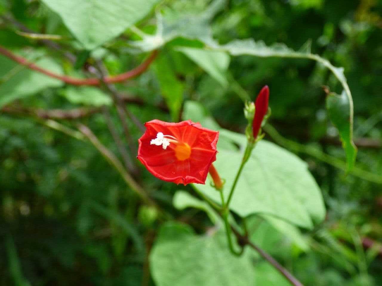 Ipomoea hederifolia 10