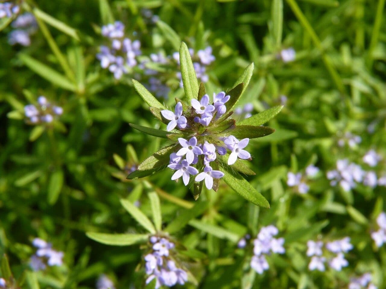 Asperula 6