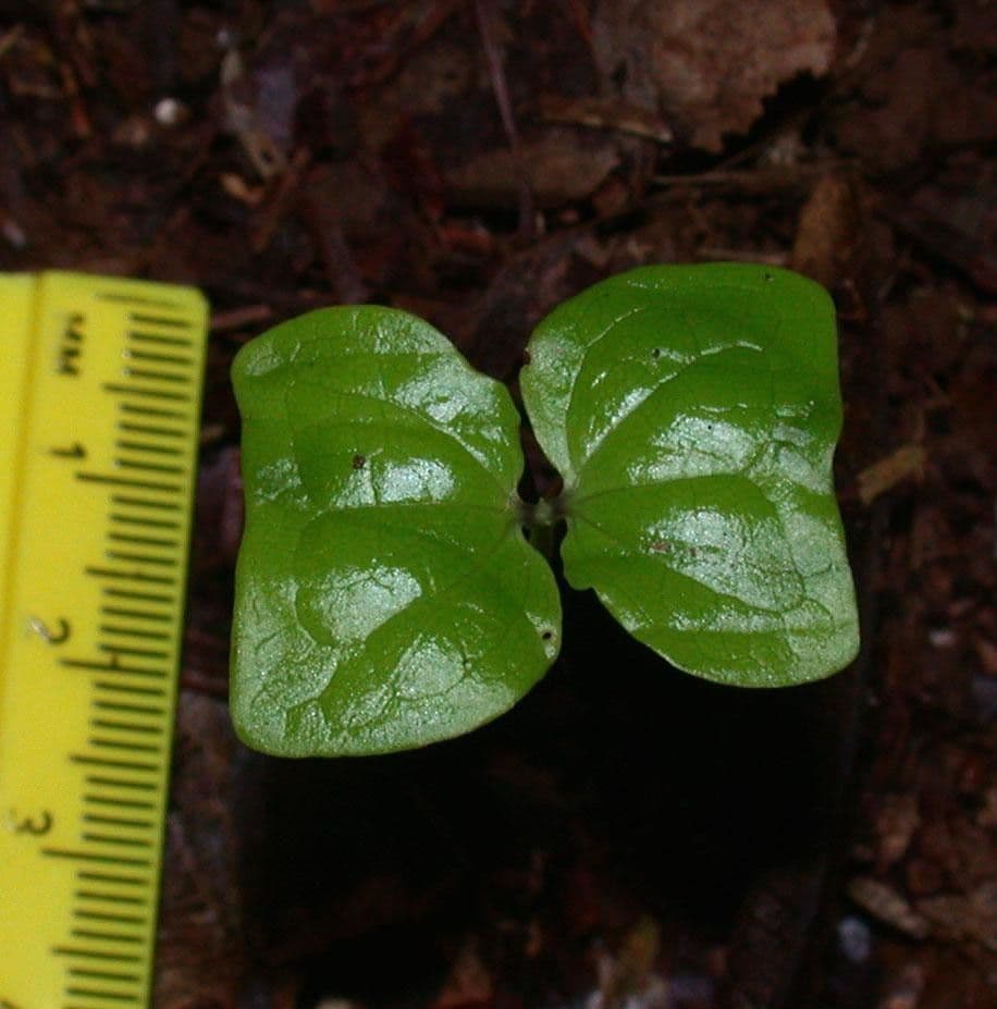 Vochysia 14