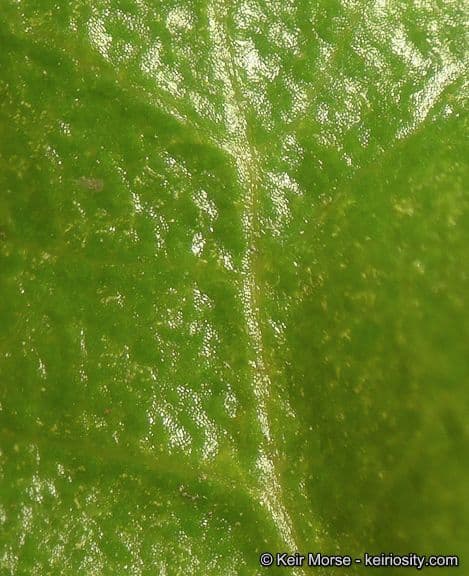 Quercia 15
