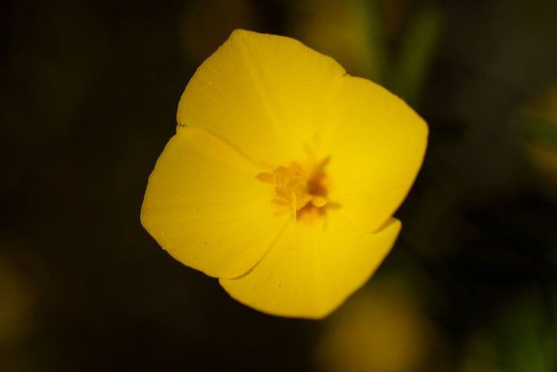 Eschscholzia 3